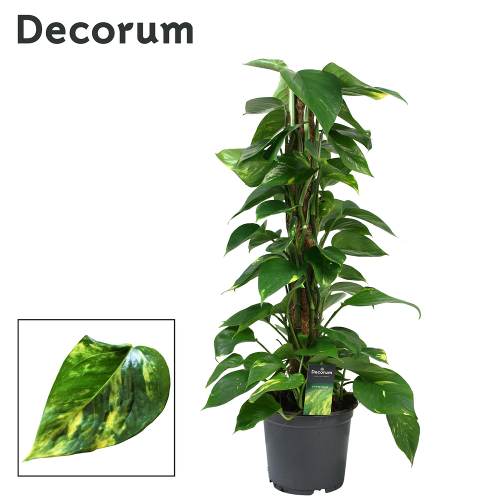 Scindapsus (Epipremnum) mosstok 80 cm DECORUM.