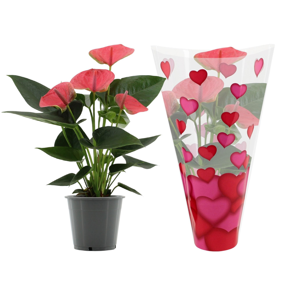Anthurium Sweet Dream in heart sleeve Lilly.