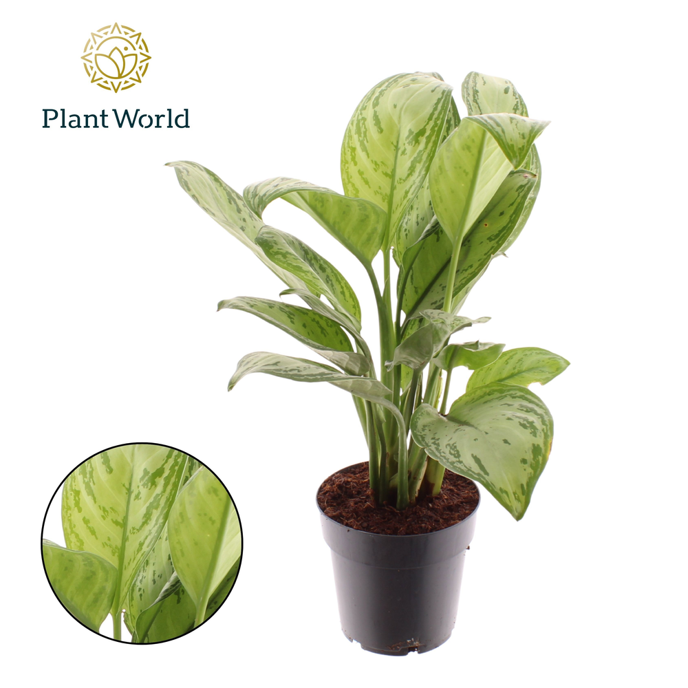 Aglaonema Maria Christina.