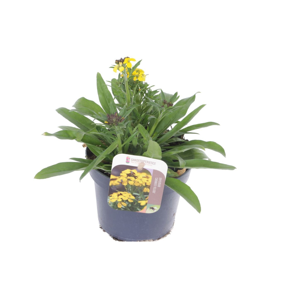 Erysimum Canaries Yellow.