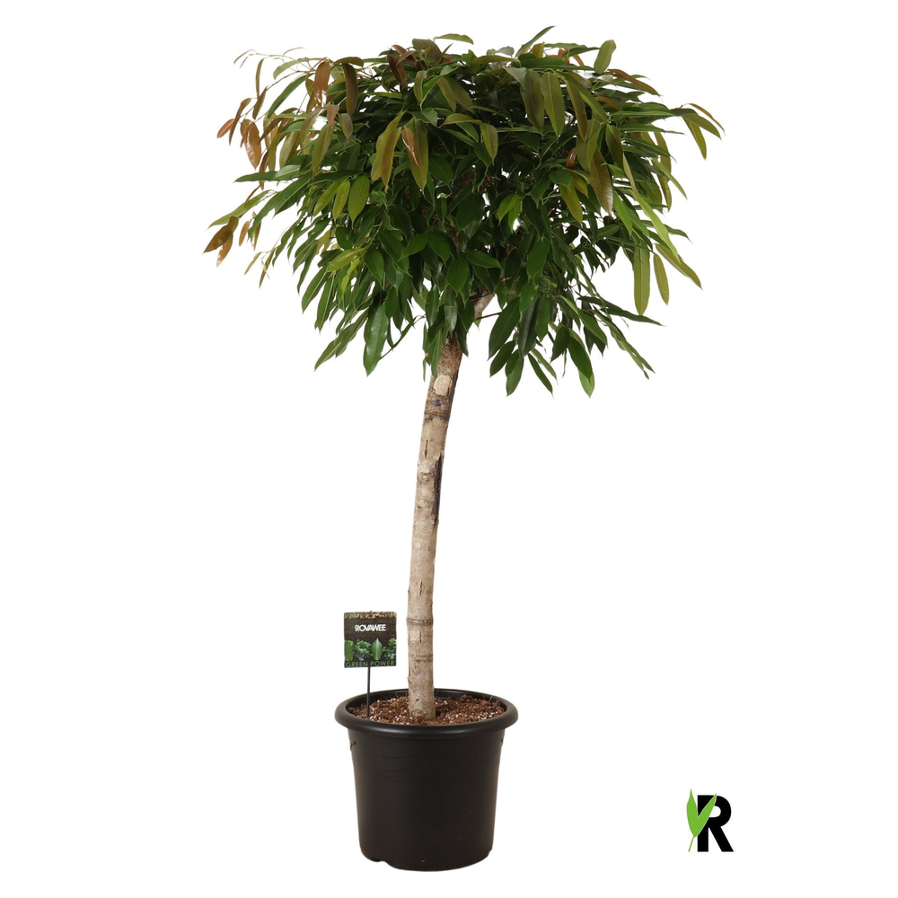 Ficus binnendijkii Amstel King op stam.