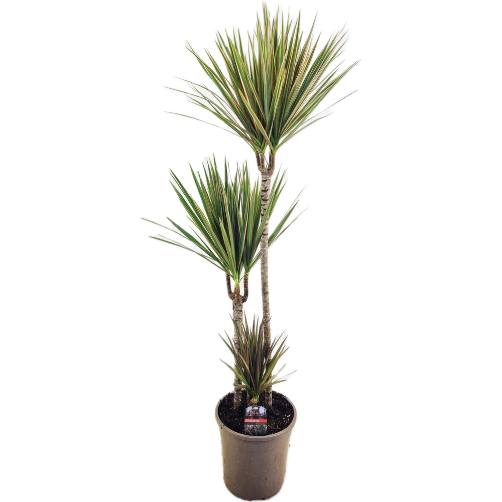 Dracaena bicolor 75-45-10.