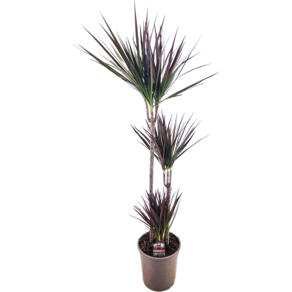 Dracaena magenta 75-45-10.