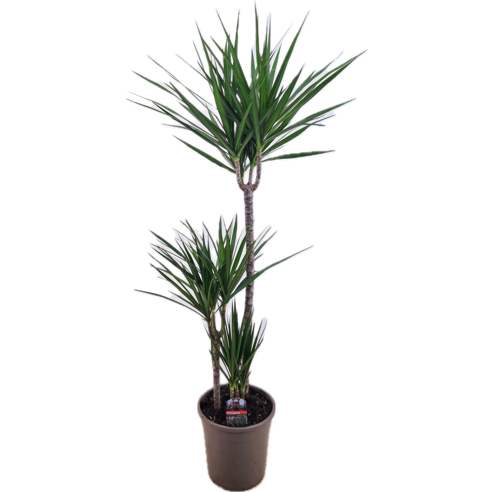 Dracaena marginata 75-45-10.