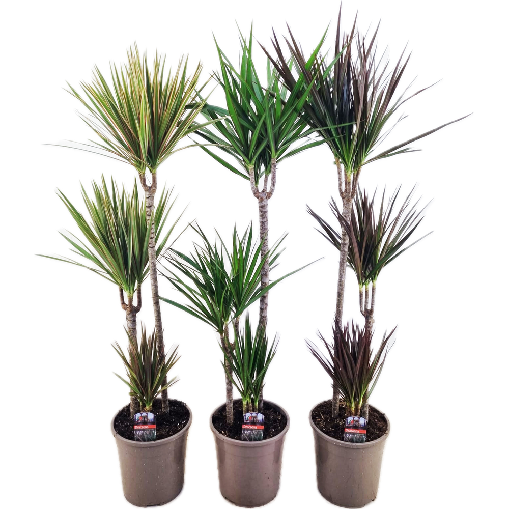 Dracaena marginata mix.