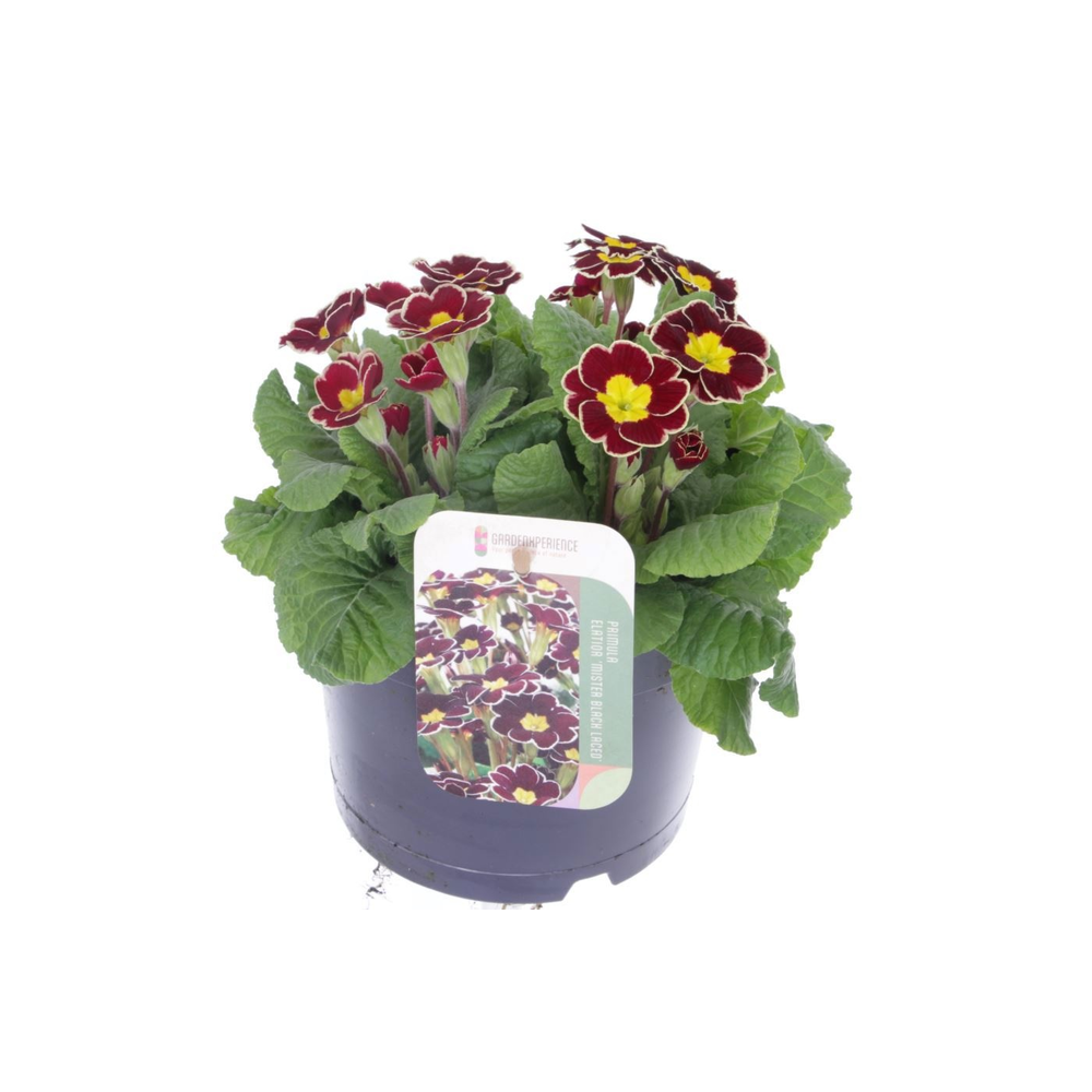 Primula elatior Veristar Wine Rose Silver Laced.