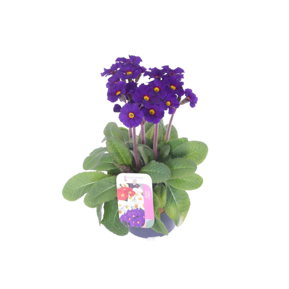 Primula elatior Veristar Late Blue.