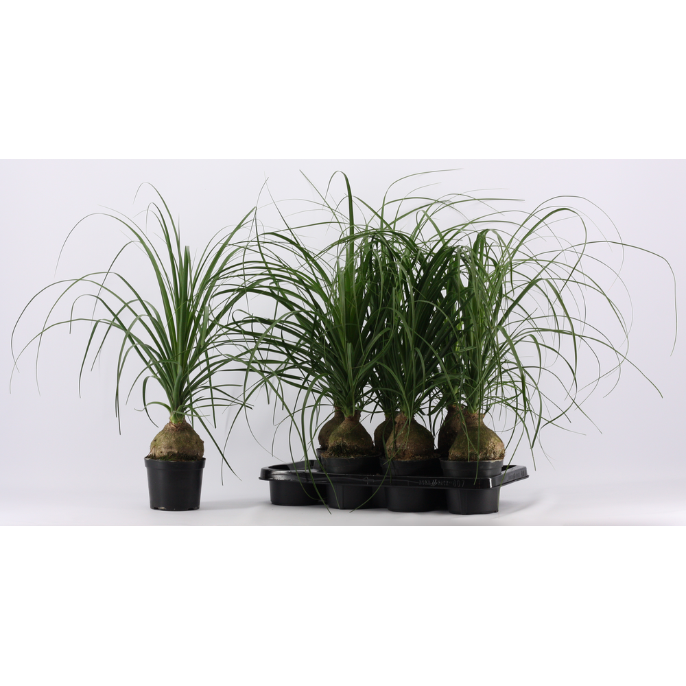 Beaucarnea bol 14 cm (1 kop).