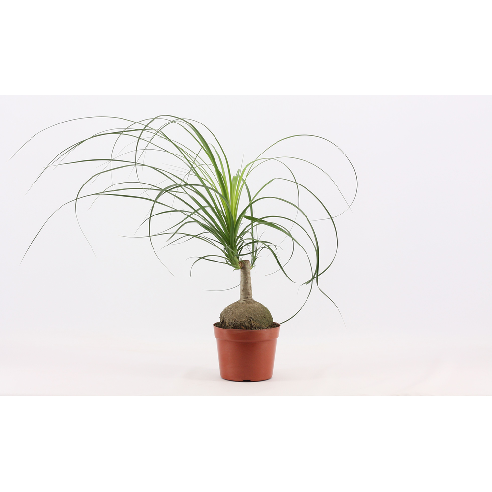 Beaucarnea bol 17 cm (1 kop).
