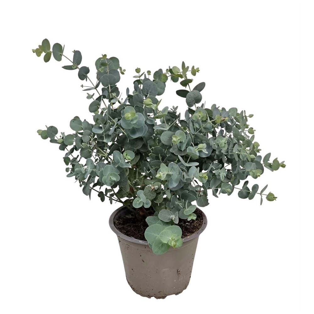 Eucalyptus Silver Dollar Bush - 564.