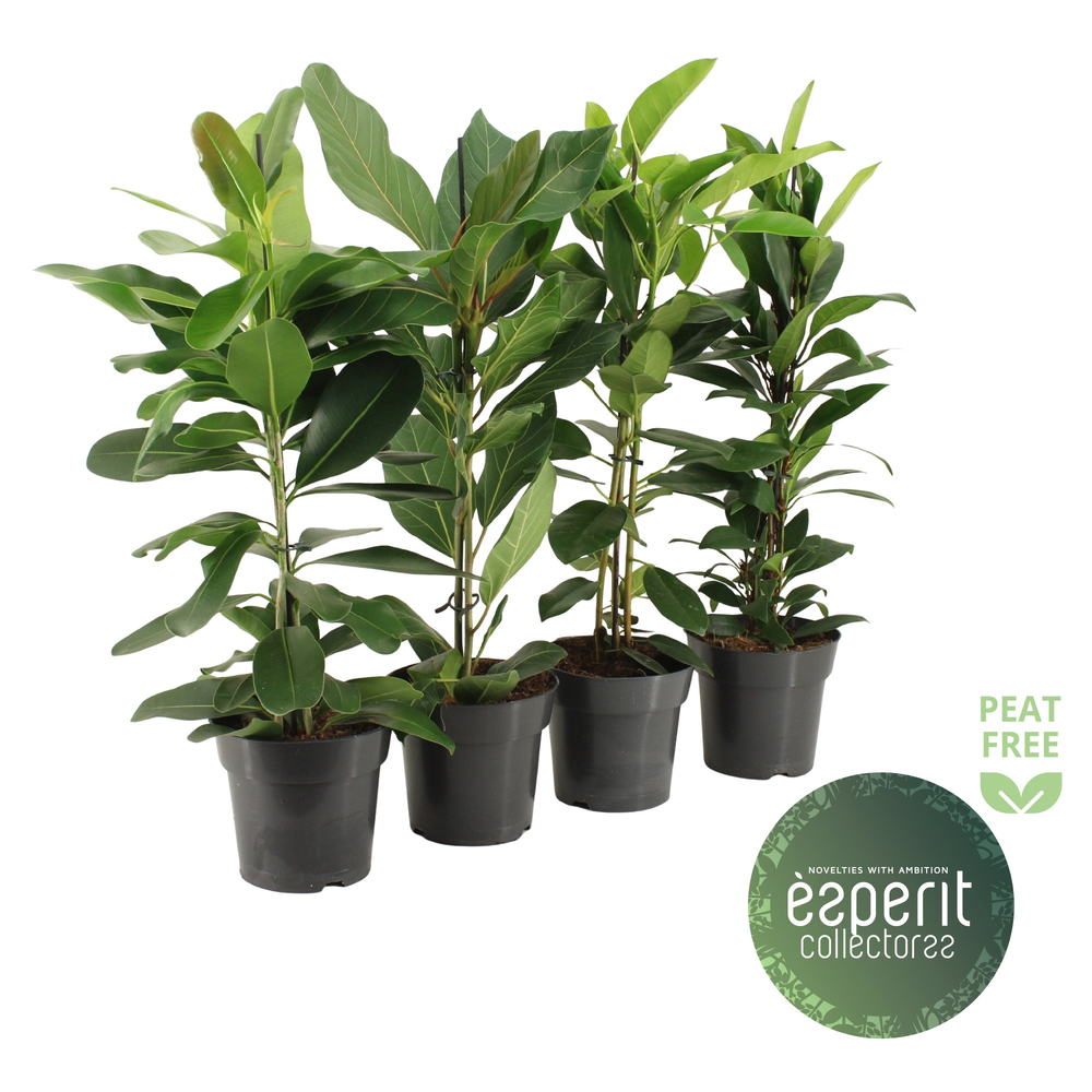Ficus Collectorss Mix 2-3 srt..