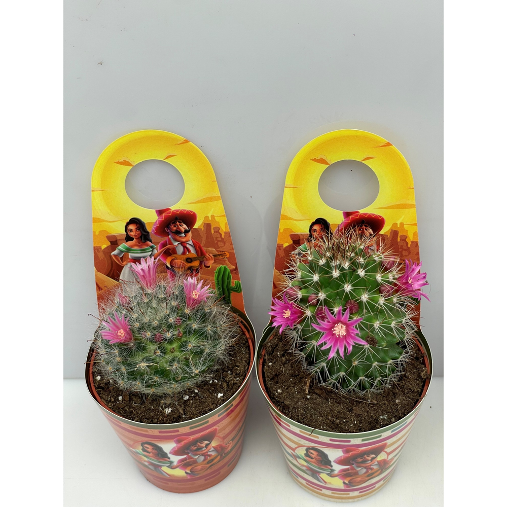 Mexico carry cover Bloei8,5 cm.