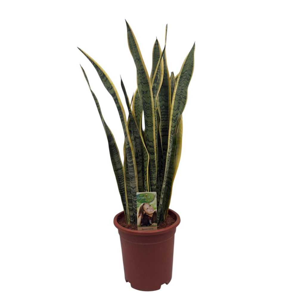 Sansevieria Laurentii - extra dik.