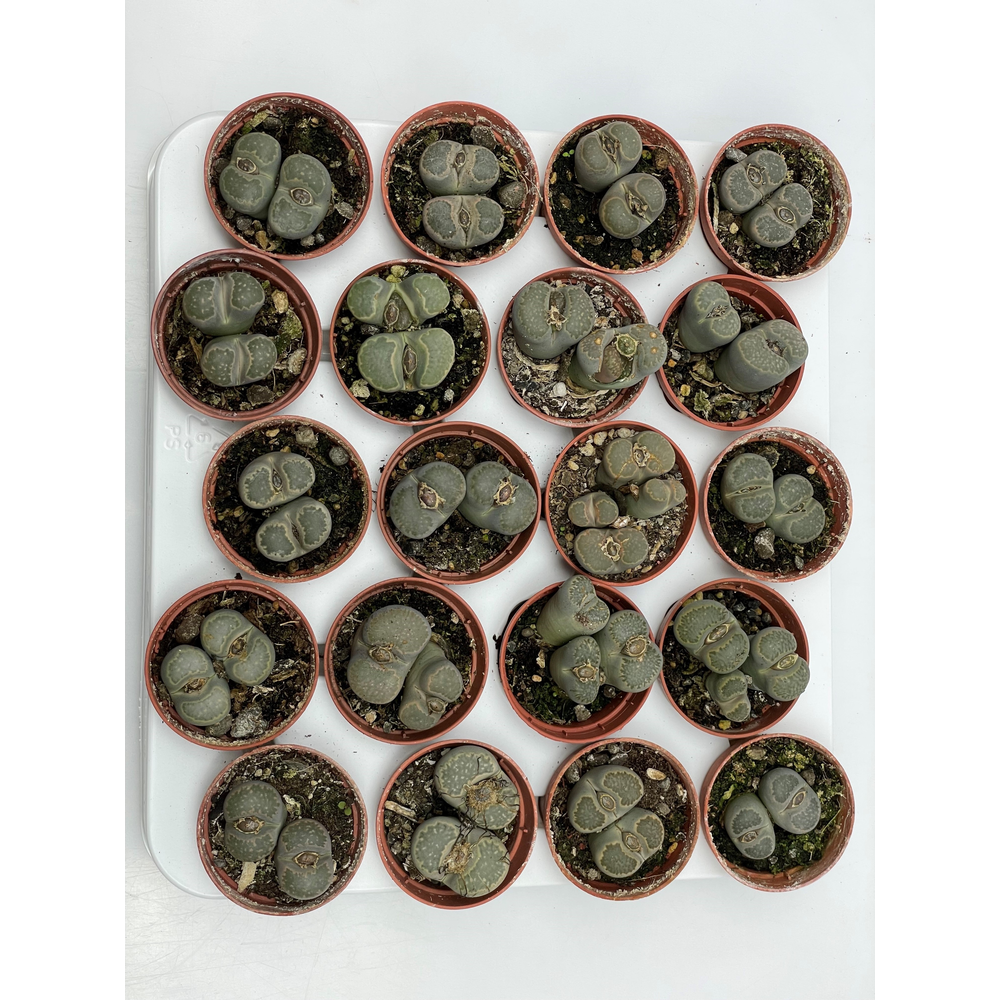 Lithops 5,5 cm.
