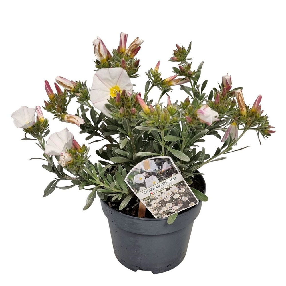 Convolvulus Cneorum Bush - 1153.