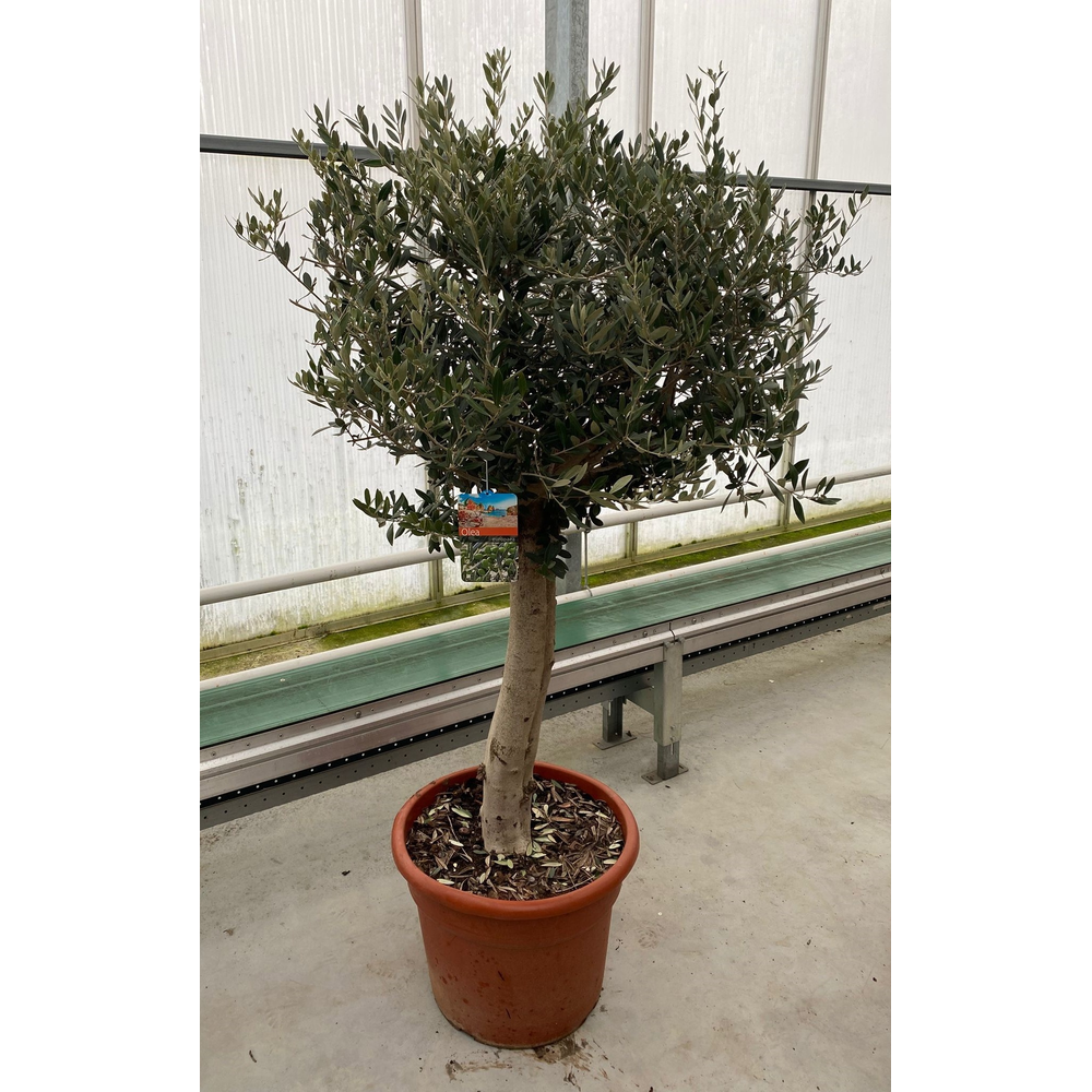 Olea europaea