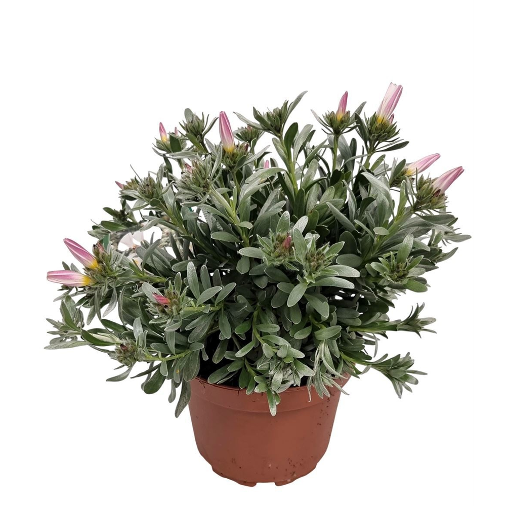 Convolvulus Cneorum Bush - 1154.