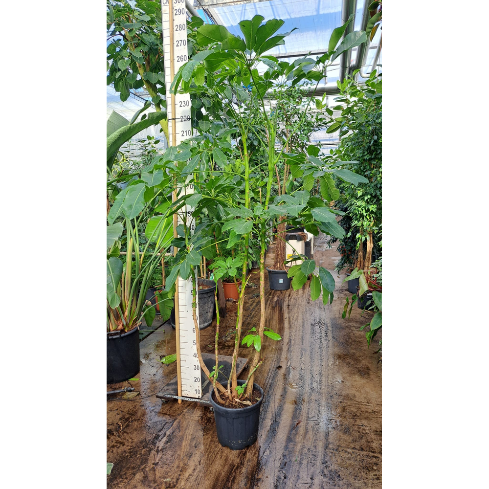 Schefflera Amate bush XXL 250.