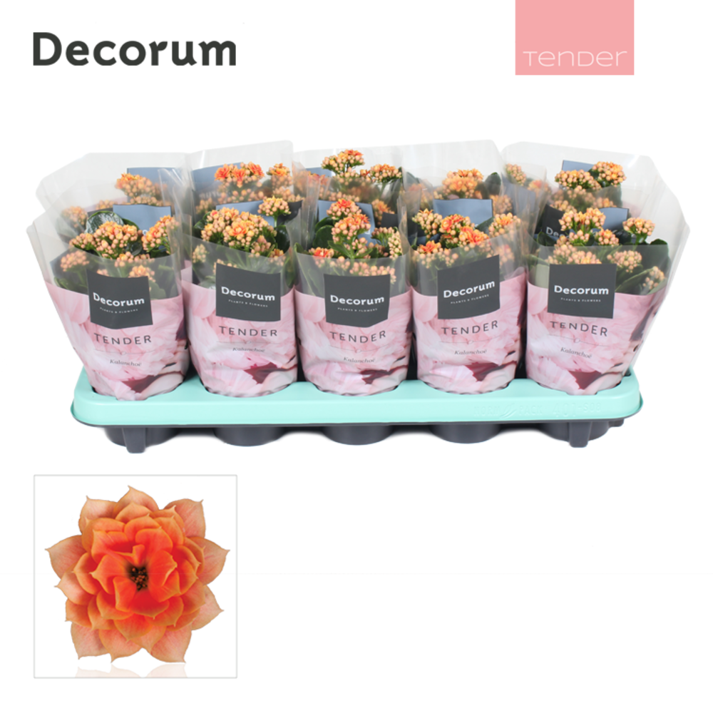 Kalanchoe Decorum TENDER - Serenity Peach.