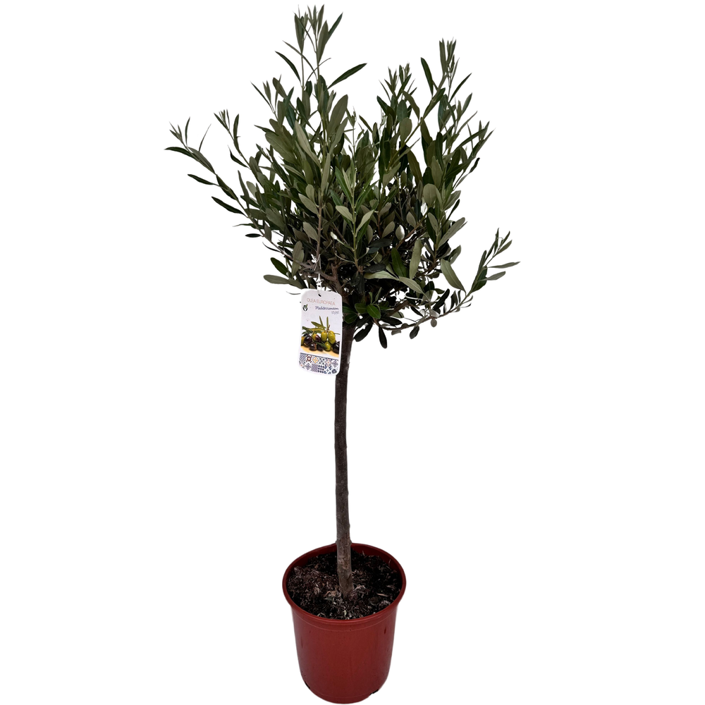 Olea europea P21 stam