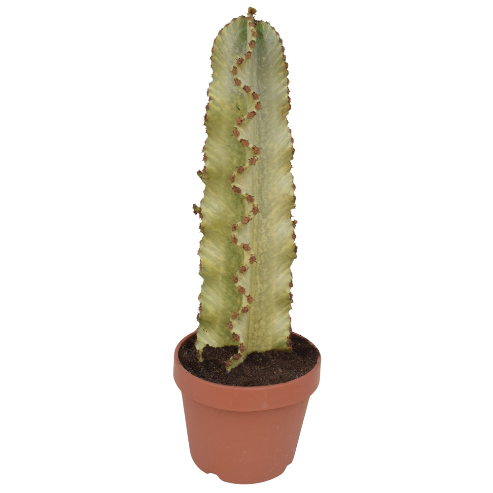 Euphorbia ingens P26 bont.