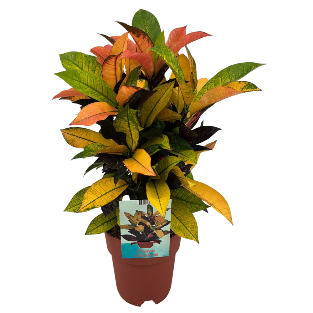 Codiaeum Variegatum Mrs. Iceton.