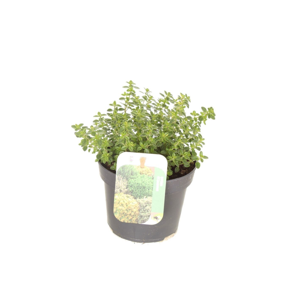 Thymus citr. Lemon Variegata.