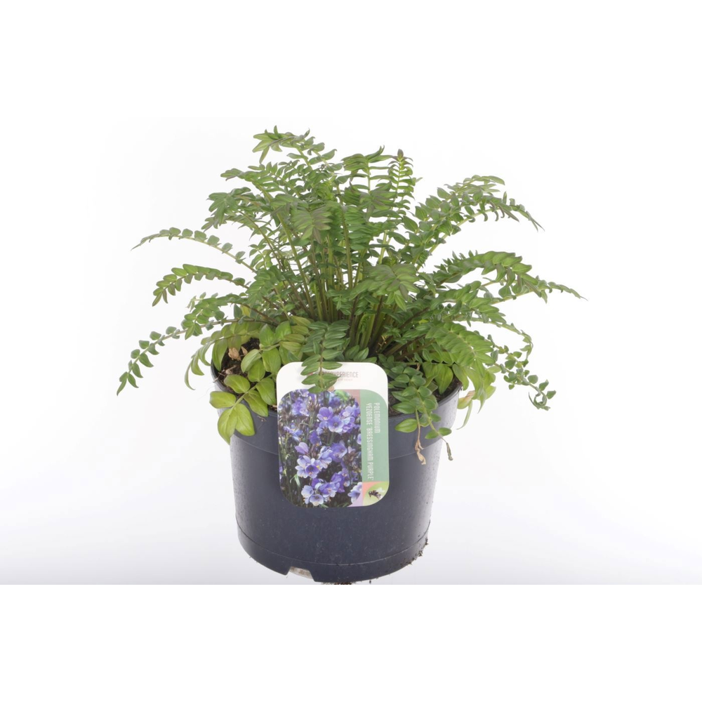 Polemonium Bressingham Purple.