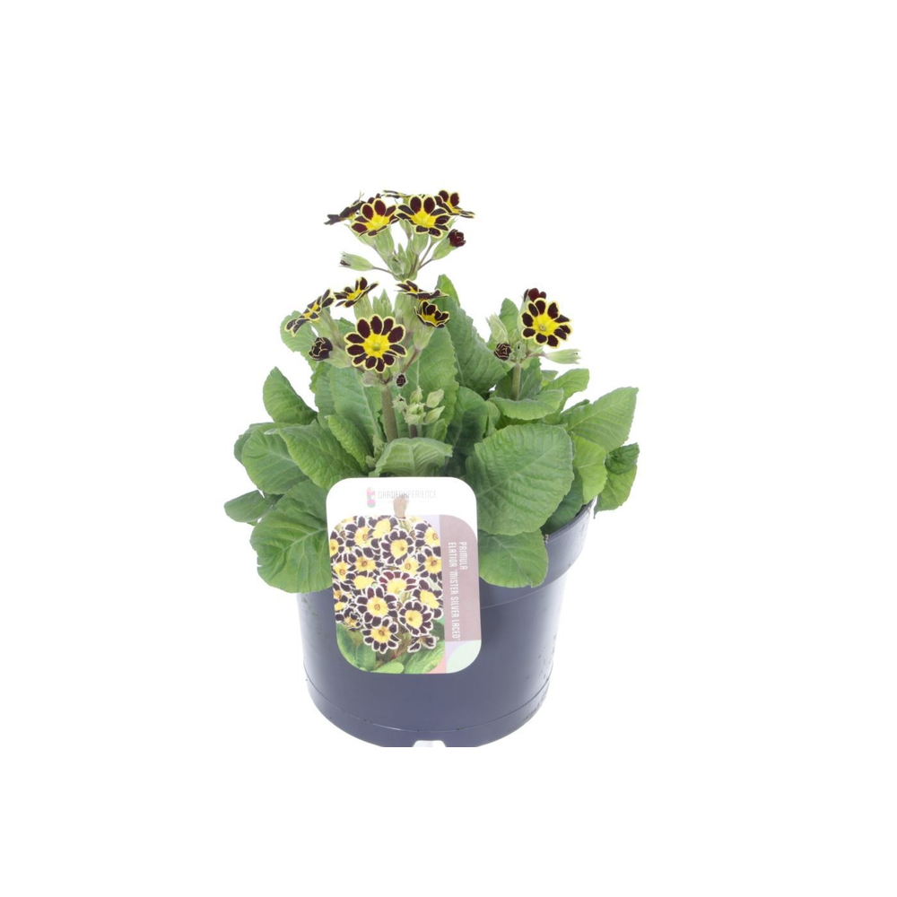 Primula elatior Mister Gold Laced.
