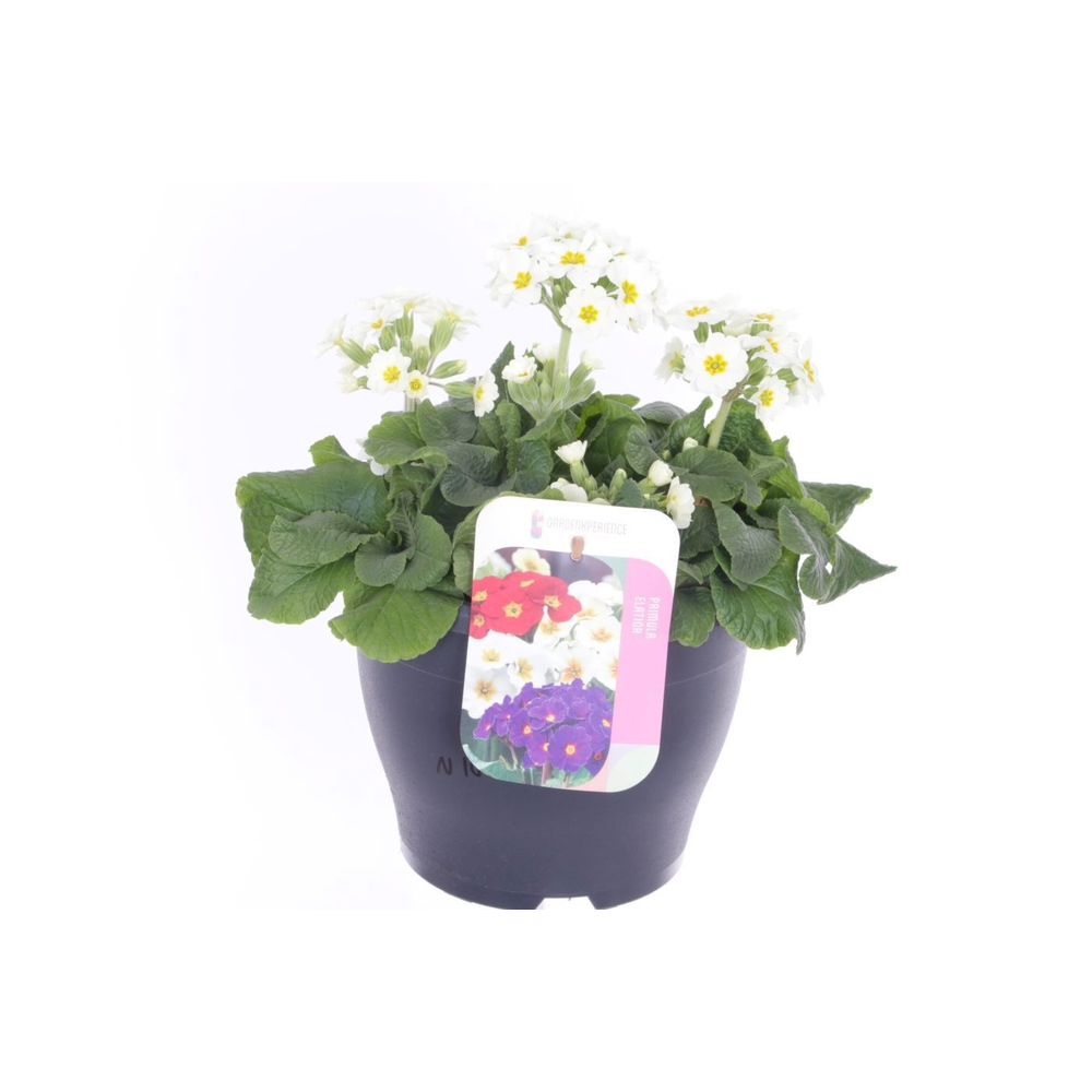 Primula elatior Veristar Late White.