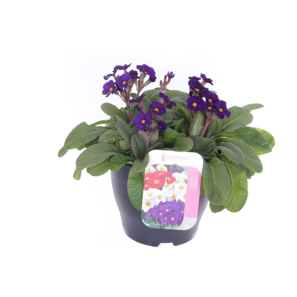 Primula elatior Veristar Late Blue.