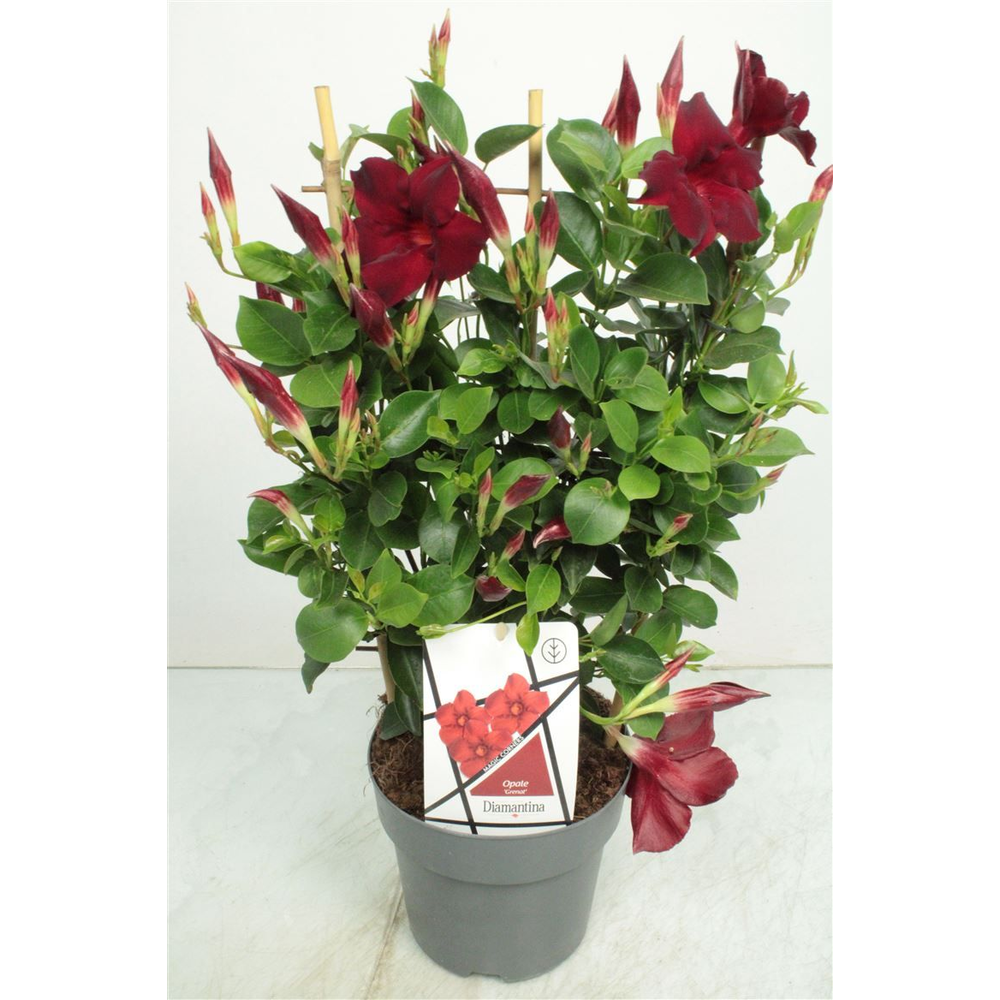 Mandev Diamant Og Trellis - 1153.