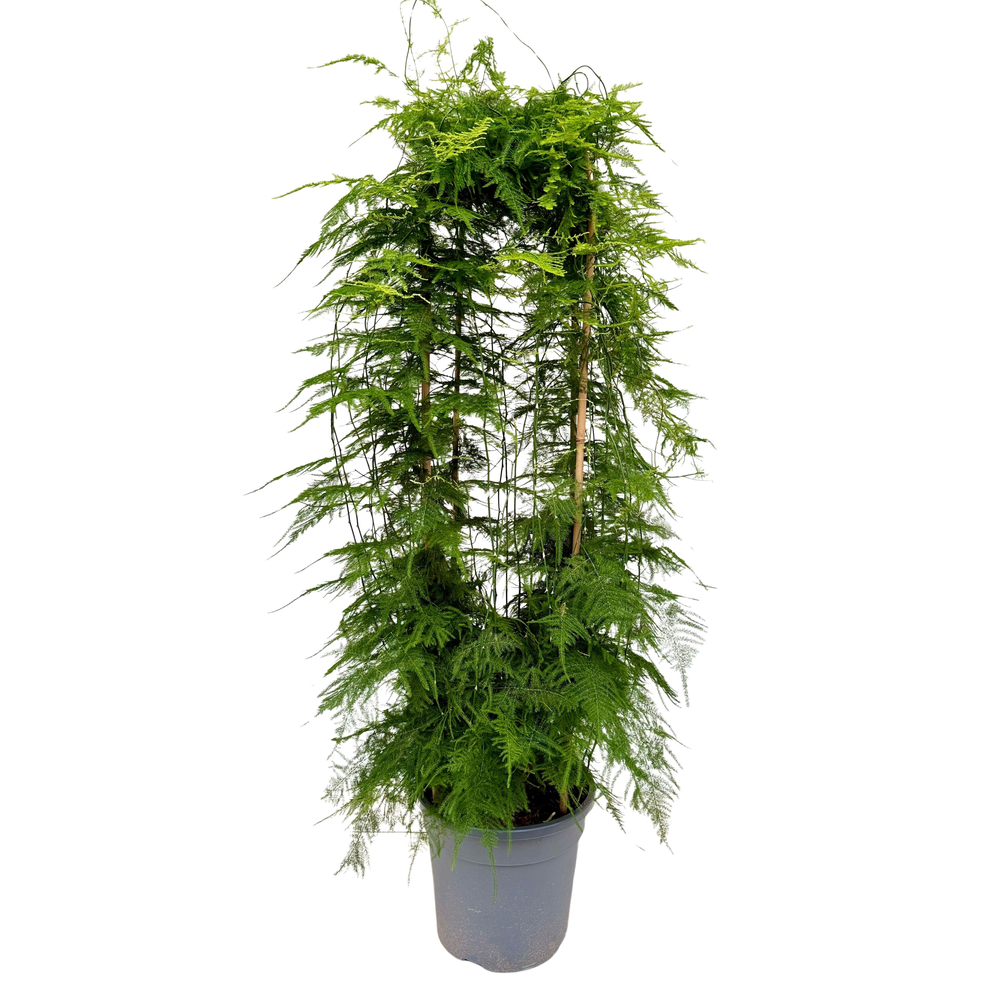 Asparagus setaceus P27.