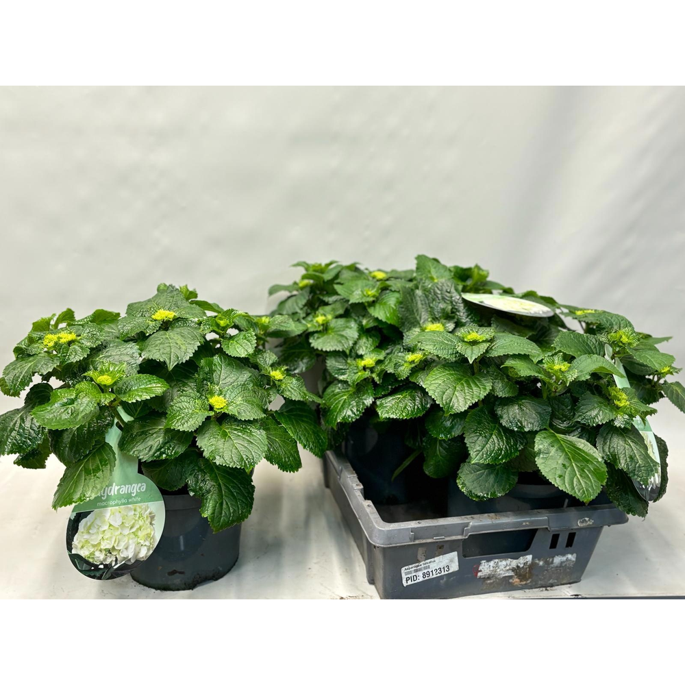 Hydrangea Crystal Palace.