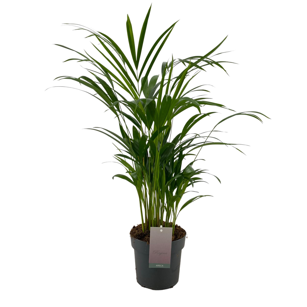 Dypsis Lutescens p17.