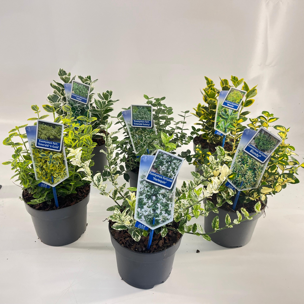 Euonymus mix (minimum order one layer) P17.