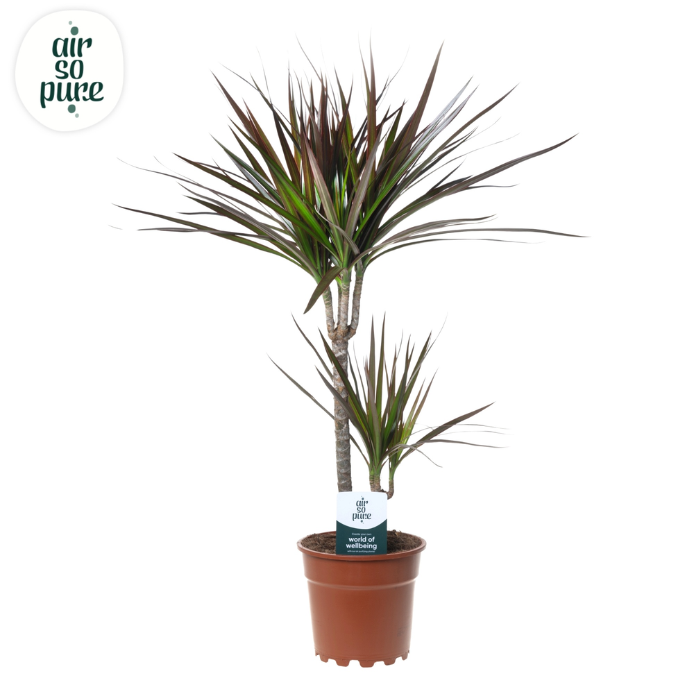 Dracaena Magenta p17 30+10.