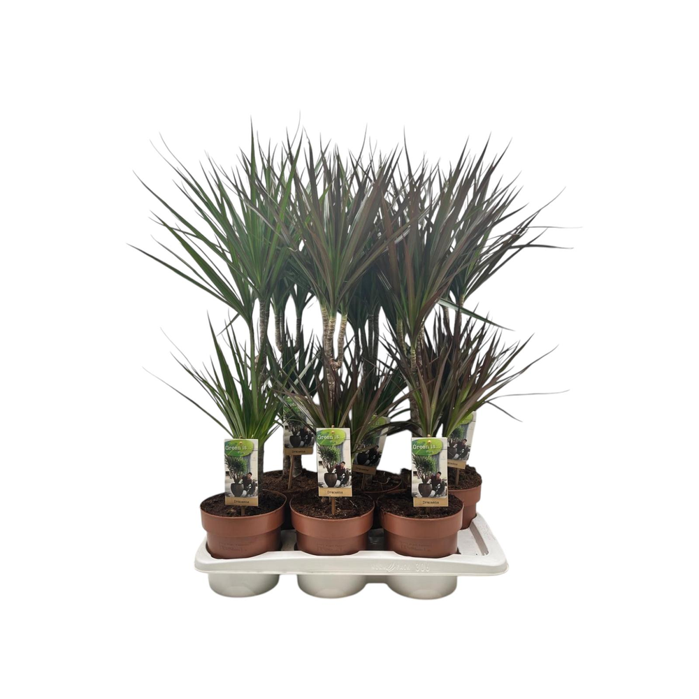 Dracaena 30-15 mixtray (2-soort).