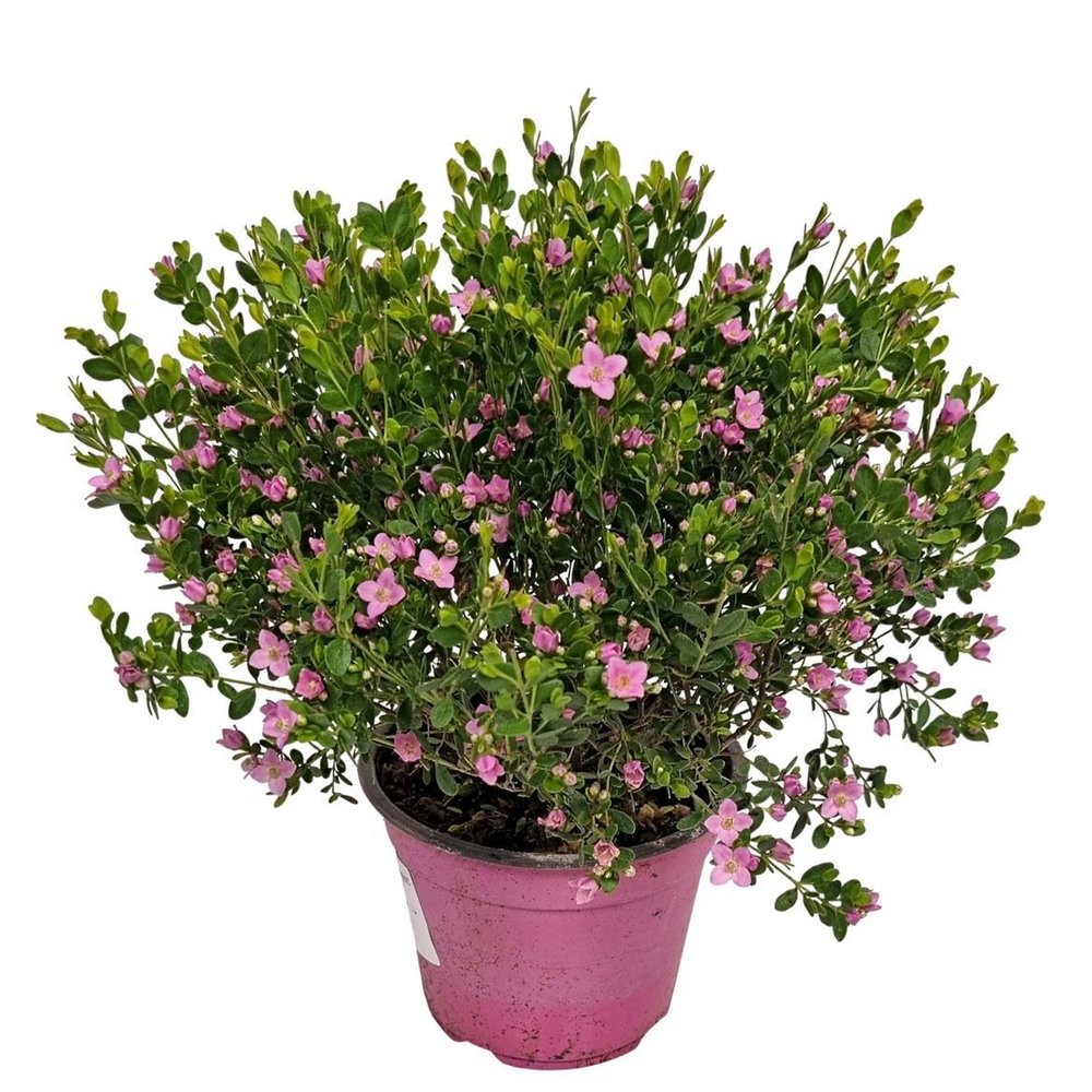 Boronia Crenulata Bush.