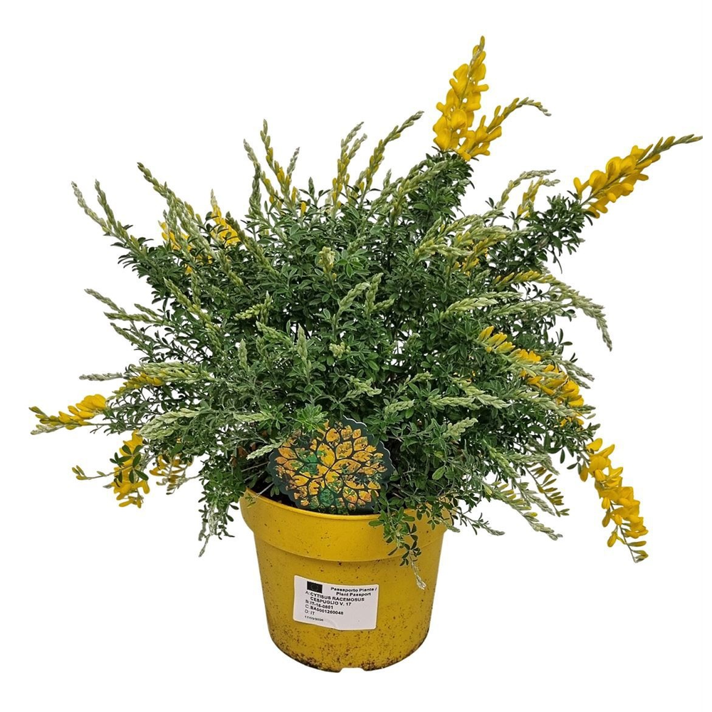 Cytisus Racemosus Bush -801.