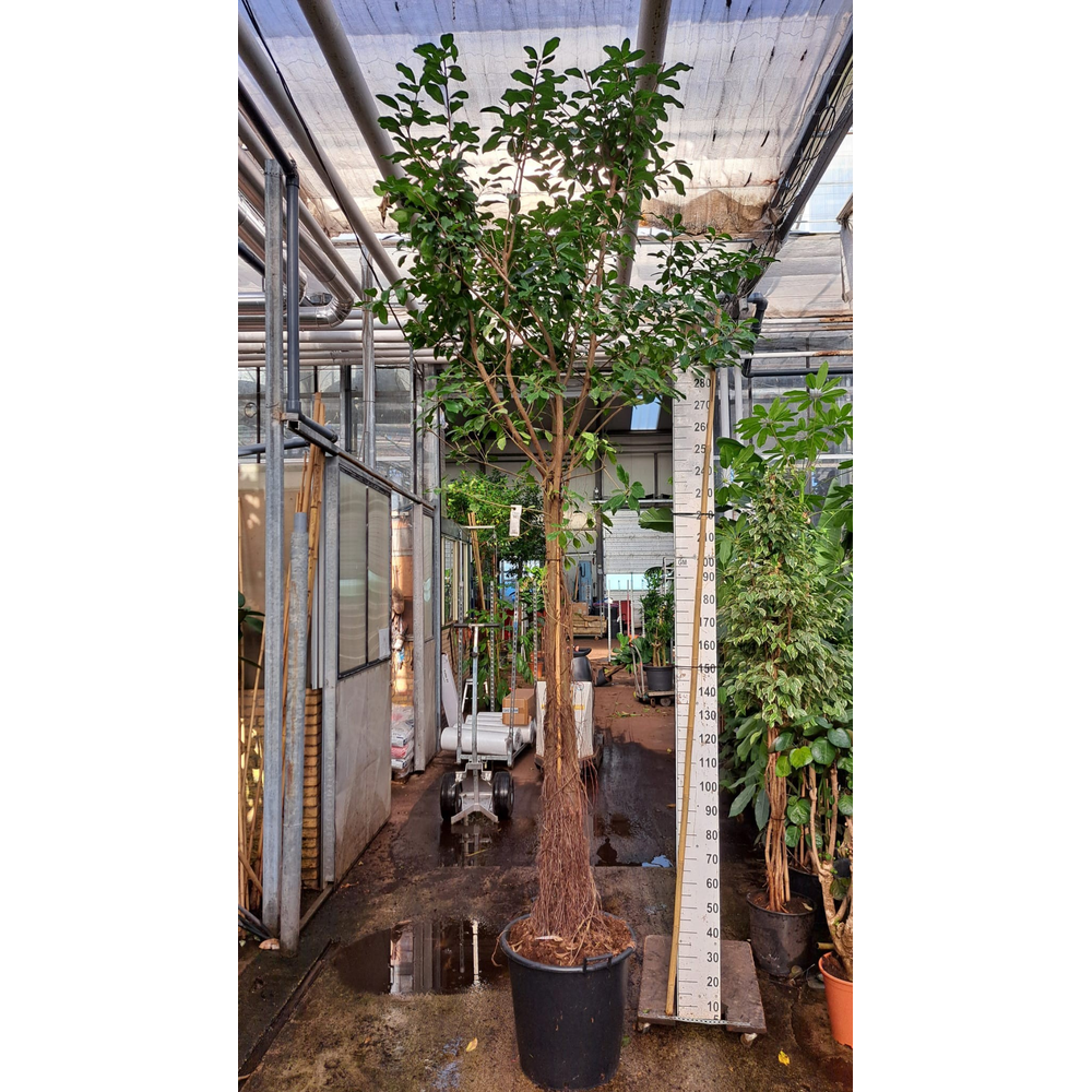 Ficus Natalensis Lynn multistam met luchtwortels.