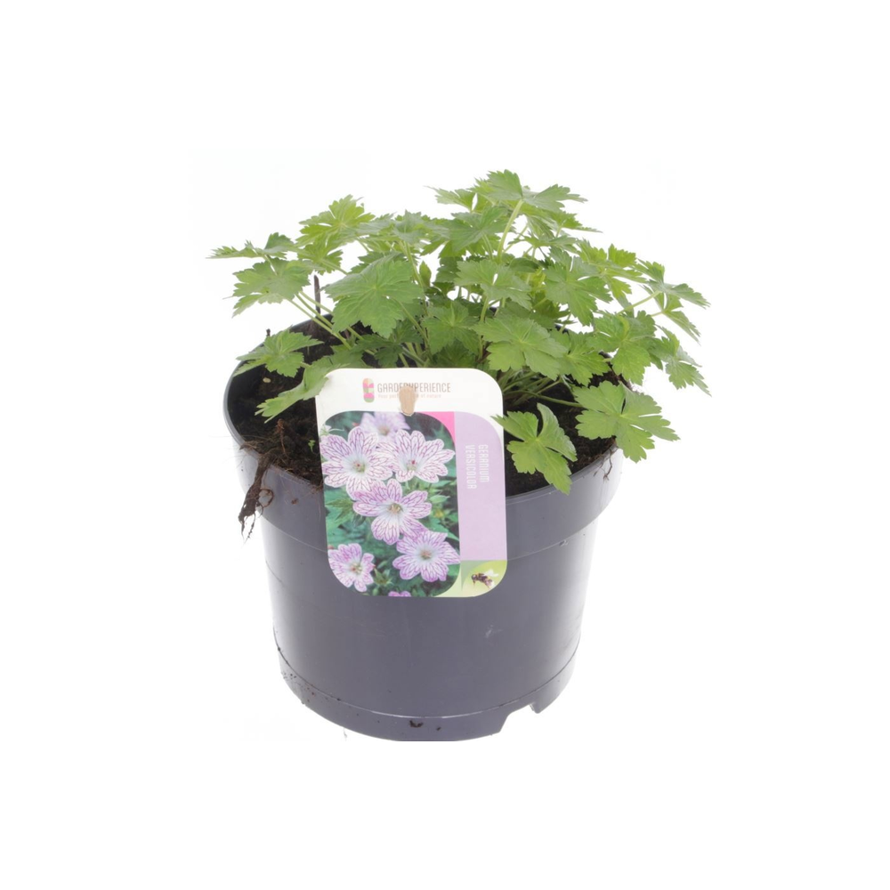 Geranium Versicolor.