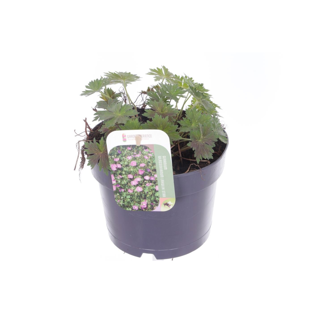Geranium wlas. Lakwijk Star.