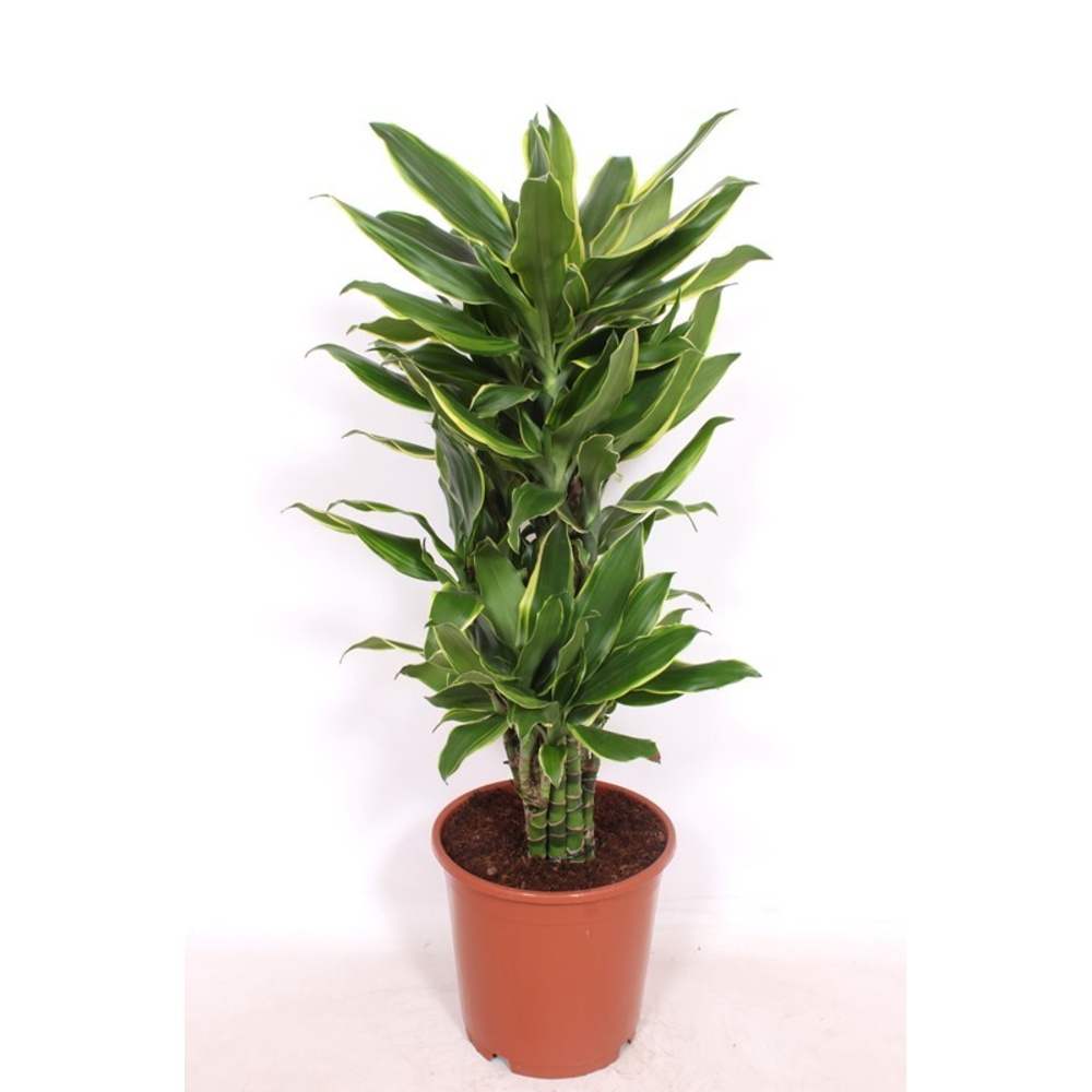 Dracaena Golden Coast.