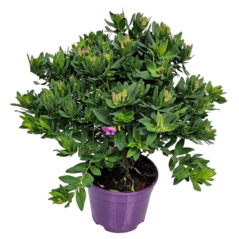 Polygala Myrtifolia Bush.