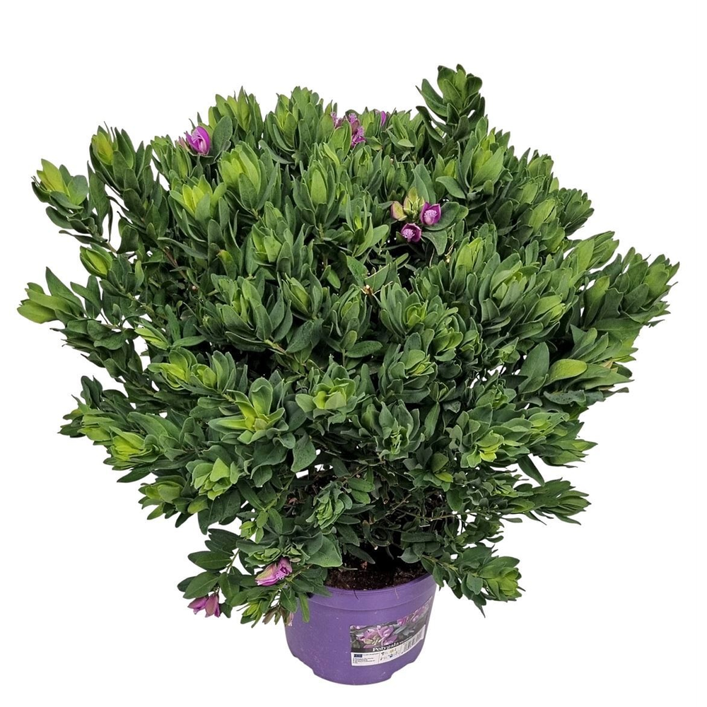 Polygala Myrtifolia Bush.