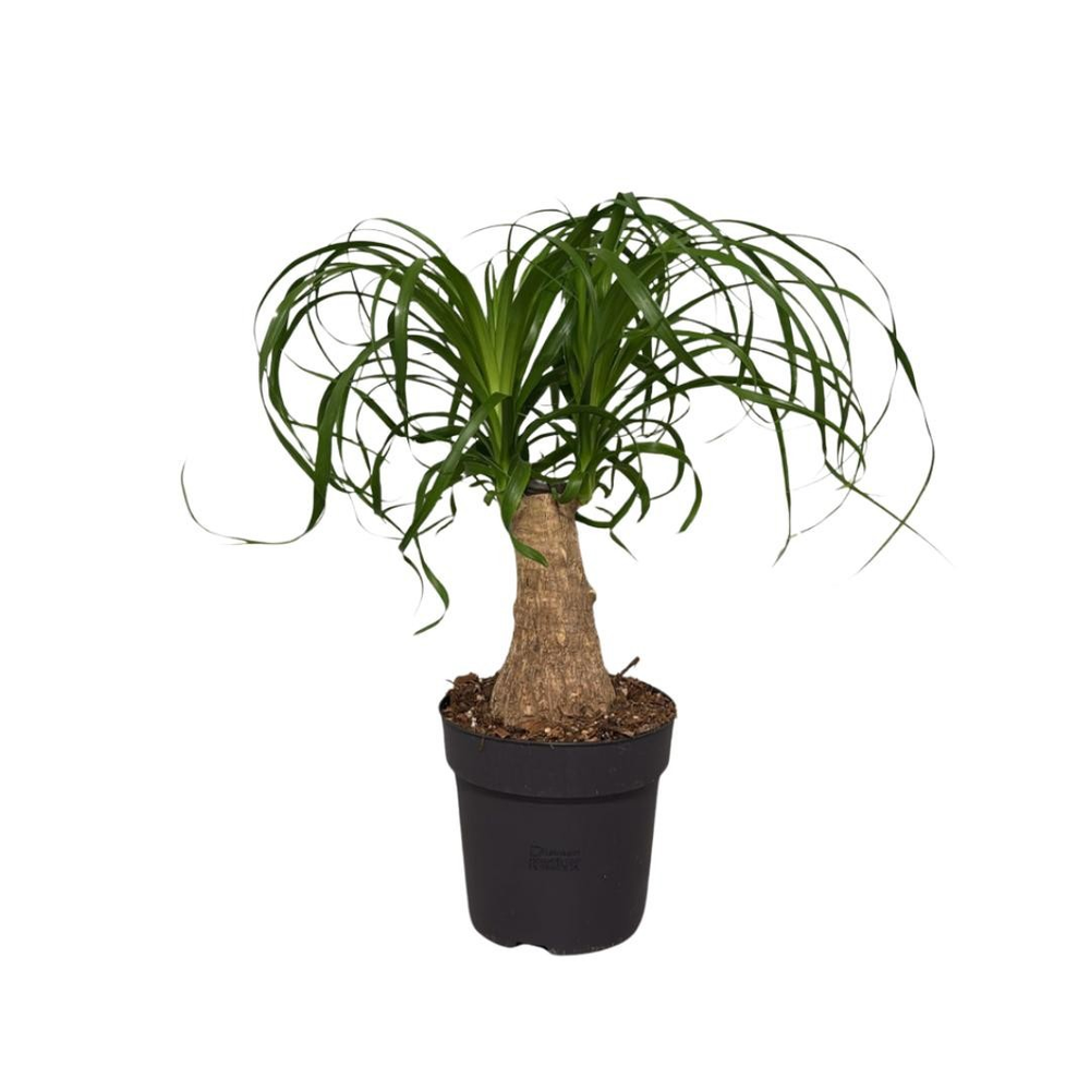 Beaucarnea recurvata.