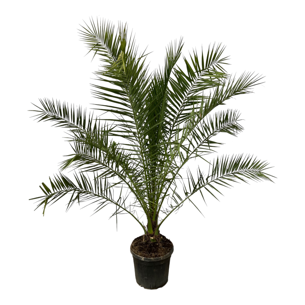 Phoenix Canariensis - 250cm.