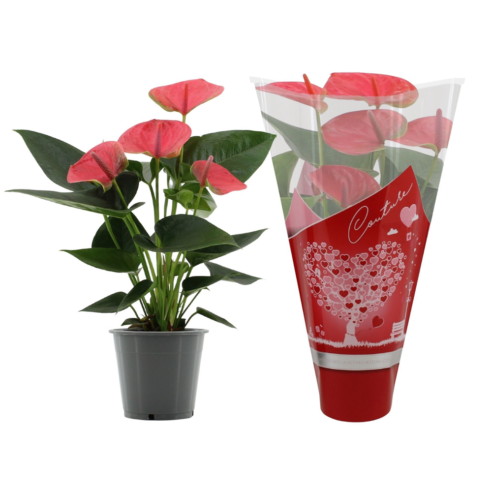 Anthurium Sweet Dream in Couture heart sleeve.