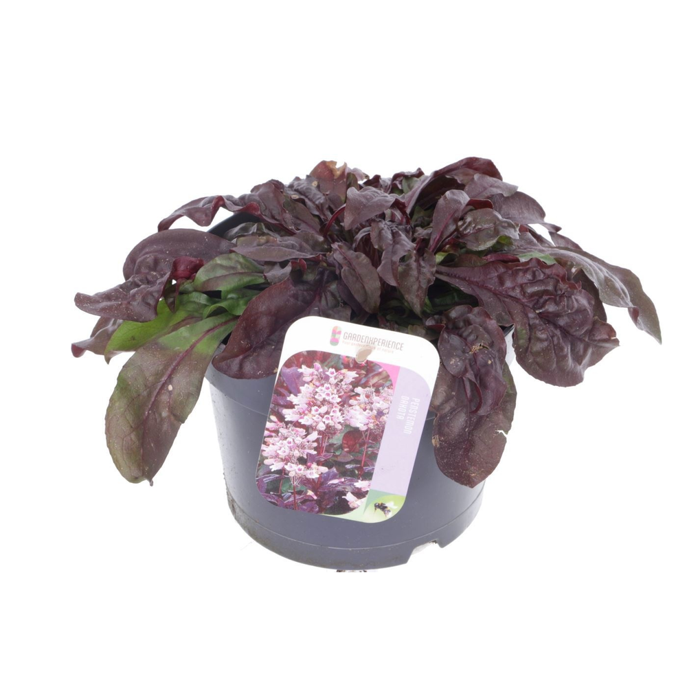 Penstemon Dakota Burgundy.